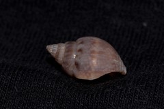 Nassarius graphiterus