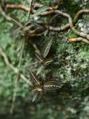 Ludisia discolor