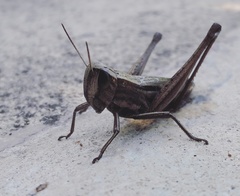 Amblytropidia australis