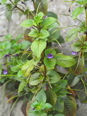Microchirita involucrata