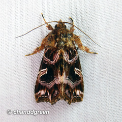 Callopistria exotica