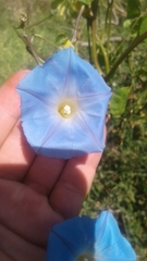 Ipomoea cardiophylla