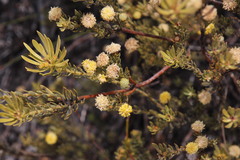Leucadendron nitidum