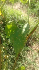 Ipomoea cardiophylla