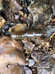 Cambarus bartonii cavatus