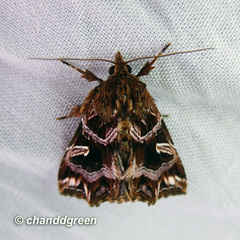 Callopistria exotica