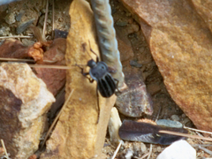 Alphasida holosericea