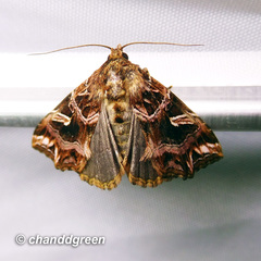 Callopistria exotica