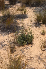 Leucadendron nitidum