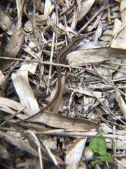 Takydromus tachydromoides