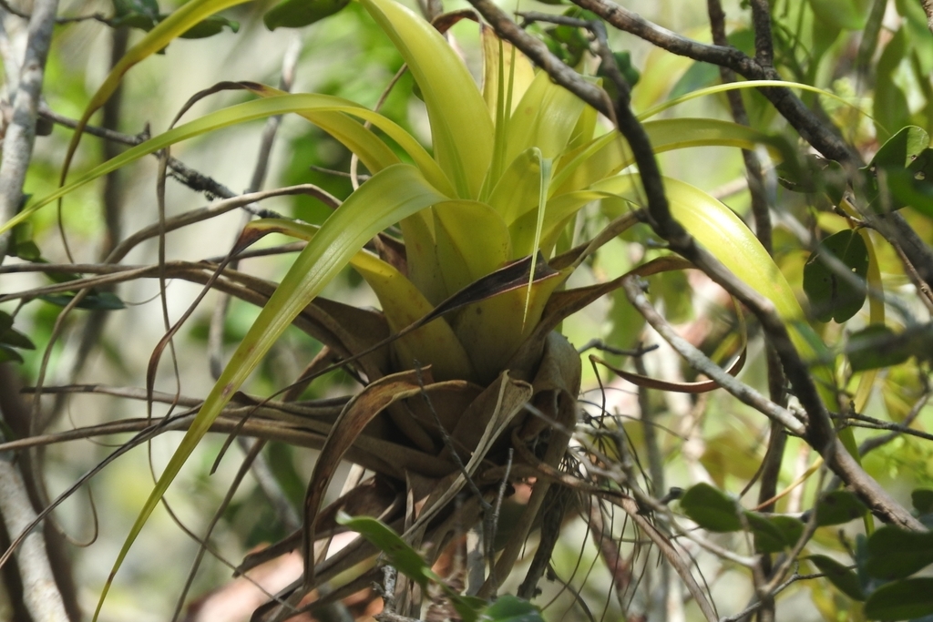 Tillandsia elongata