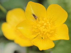 Glyphipterix simpliciella