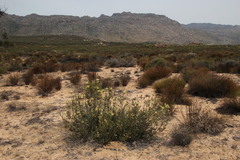 Leucadendron nitidum