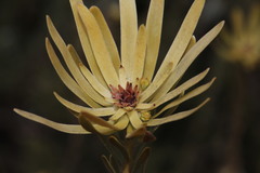 Leucadendron nitidum