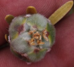 Leucadendron nitidum