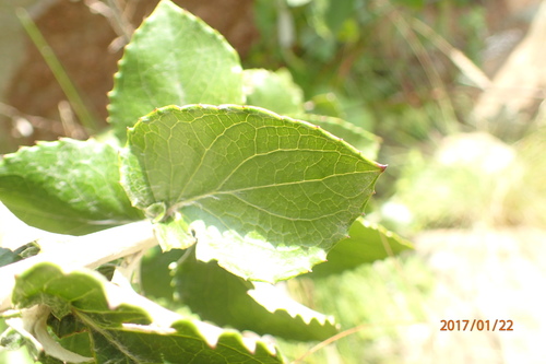 Image of Printzia pyrifolia by no rights reserved