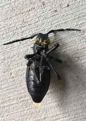 Moneilema gigas