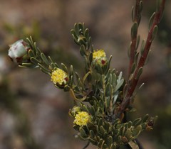Leucadendron nitidum