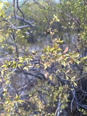 Larrea tridentata