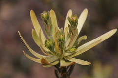 Leucadendron nitidum
