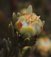 Leucadendron nitidum