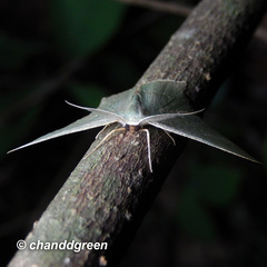 Maxates quadripunctata-subtaminata-submacularia