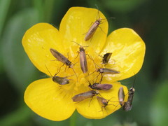 Micropterix calthella