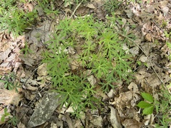 Delphinium alabamicum