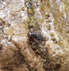 Drunella lata