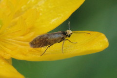 Micropterix calthella