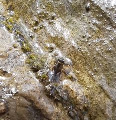 Drunella lata