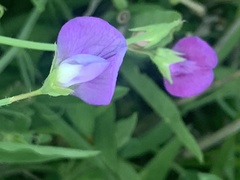 Lathyrus hirsutus