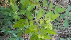 Osmorhiza brachypoda