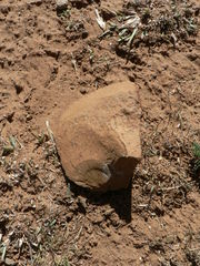 Homo heidelbergensis