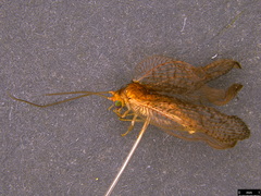 Drepanacra binocula