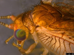 Drepanacra binocula