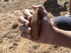Homo heidelbergensis