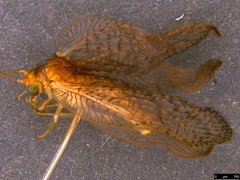 Drepanacra binocula