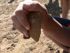 Homo heidelbergensis