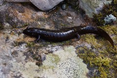 Desmognathus marmoratus