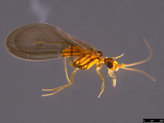 Neosemidalis
