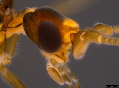 Neosemidalis
