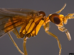 Neosemidalis