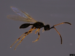 Spilomicrini