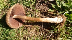 Lacrymaria asperospora