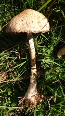 Lacrymaria asperospora