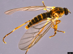 Boreoides