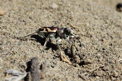 Cicindela lengi versuta