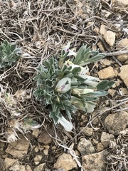 Astragalus gilviflorus