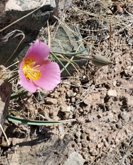 Calochortus nuttallii